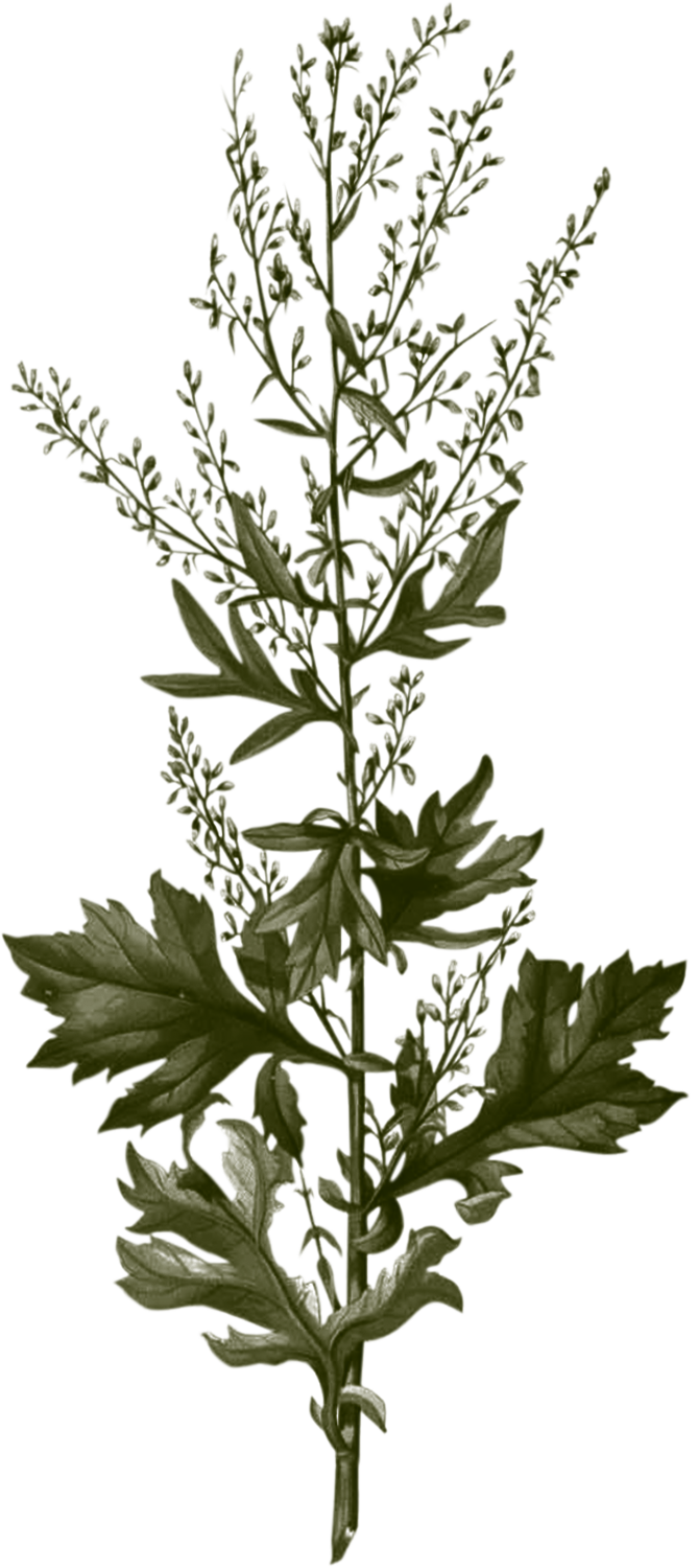 2-Artemisia-Illustration-Armoise