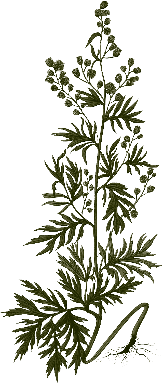 2-Artemisia-Illustration-Artemisia-absinthum