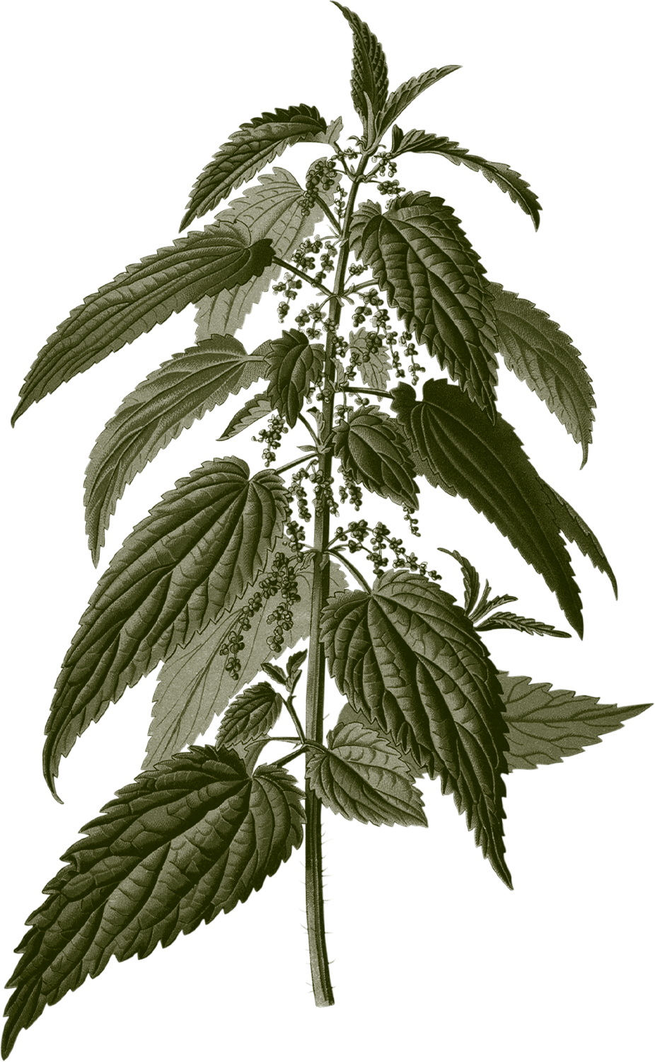 3-Artemisia-Illustration-Ortie