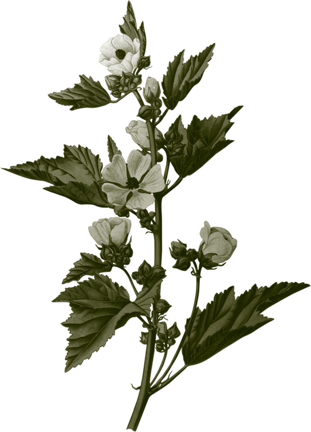 4-Artemisia-Illustration-Guimauve