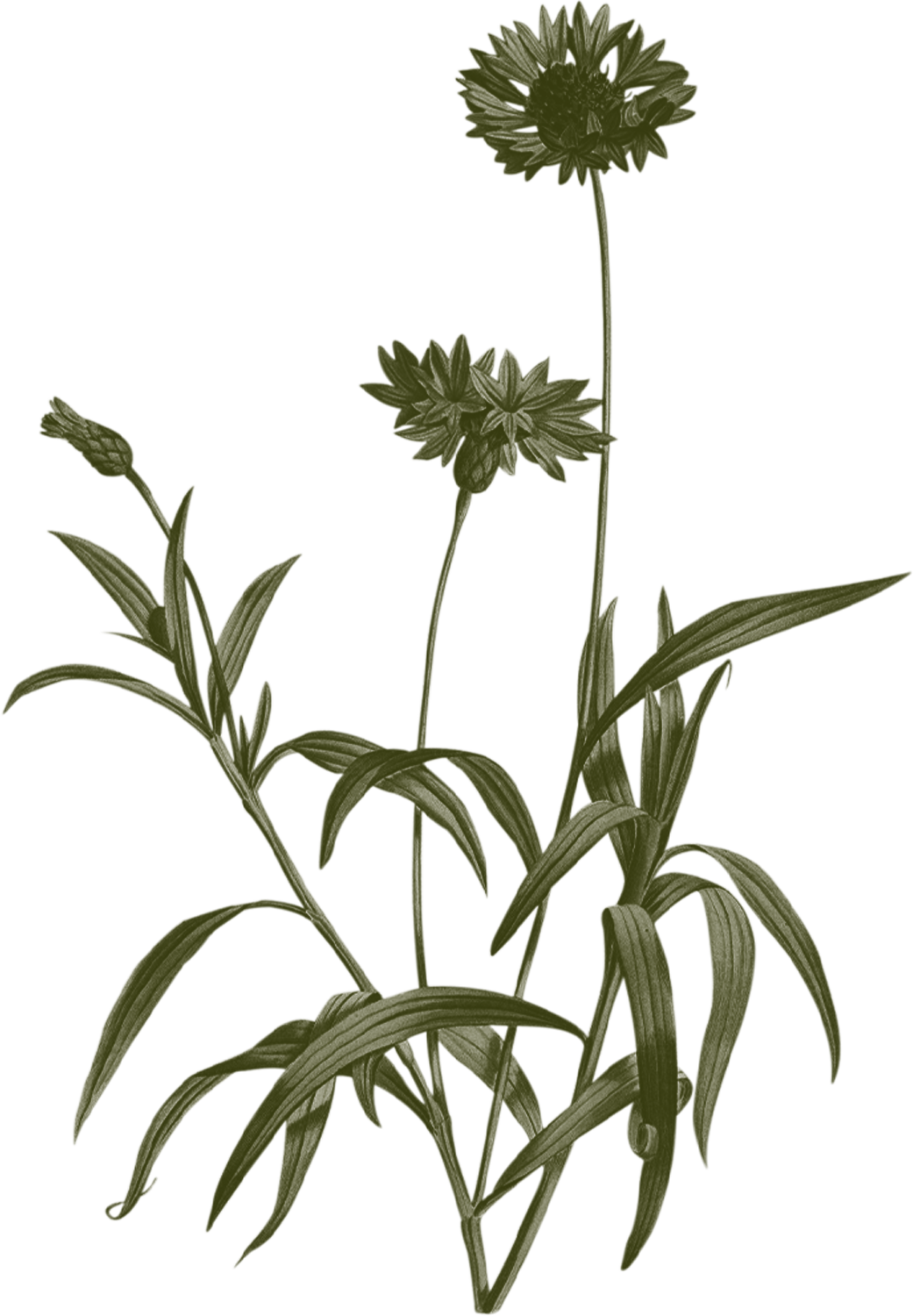 Artemisia-Illustration-Bleuet
