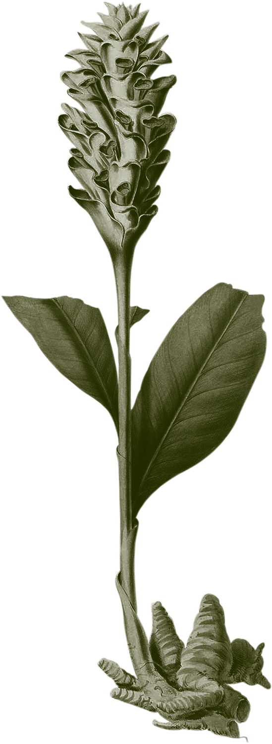 Artemisia-Illustration-Curcuma
