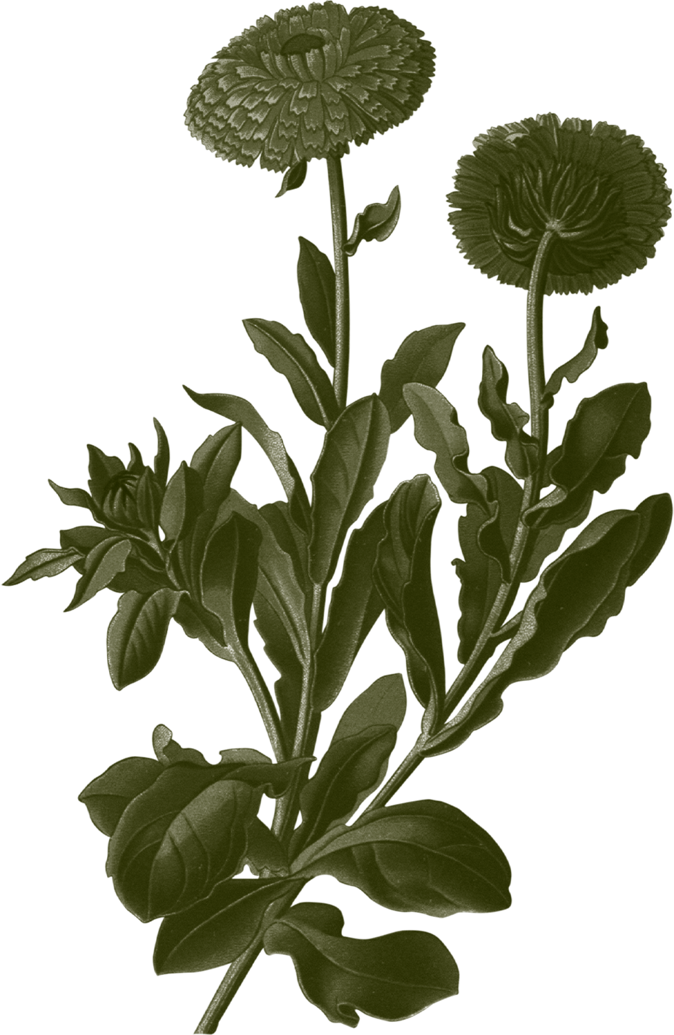 Artemisia-Illustration-Soucis